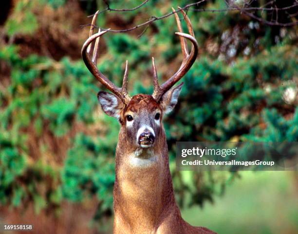 White Tail Buck photographed just leaving a bird feeder with bird seed on his nose .