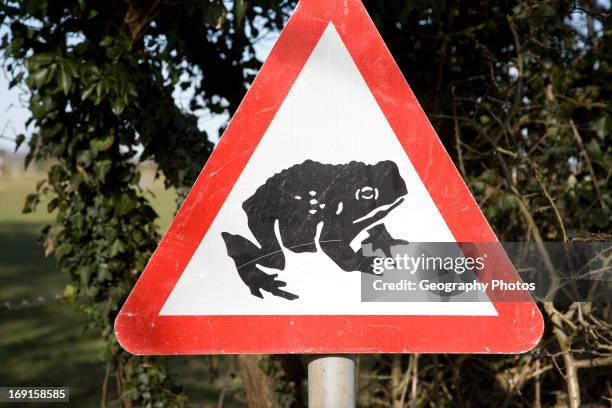 Red triangular road sign of frog or toad