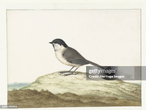 Marsh tit, 1658-1726. . Creator: Johannes Bronkhorst.