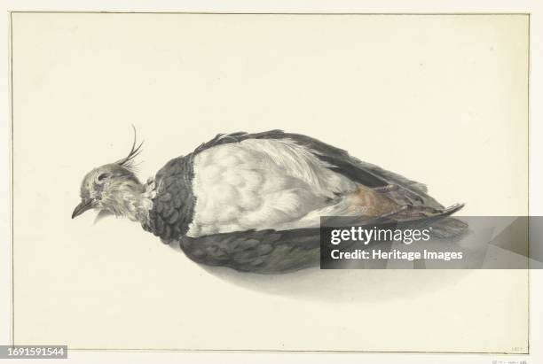 Lying dead lapwing, 1827. Creator: Jean Bernard.