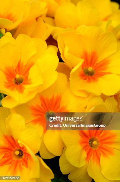 Primula Varieties Photos and Premium High Res Pictures - Getty Images