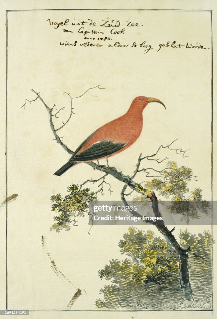 Vestiaria Coccinea (Iiwi Or Scarlet Hawaiian Honeycreeper)