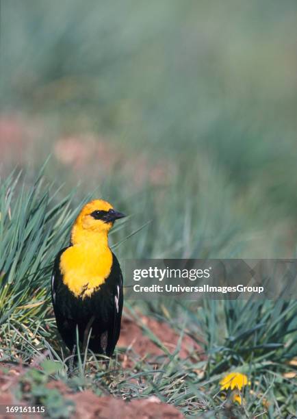 Male Yellow-headed blackbird Xanthocephalus xanthocephalus complements the spring dandelions at the Kachina Wetlands in northern Arizona standing in...