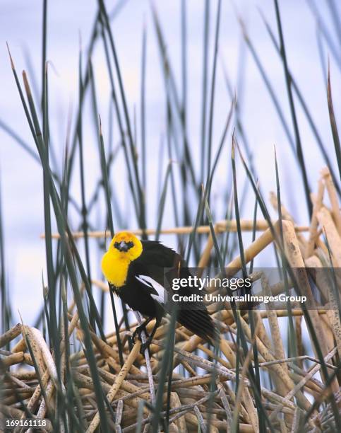 Male Yellow-headed blackbird in the Bulrush reeds at the Kachina Wetlands in northern Arizona .