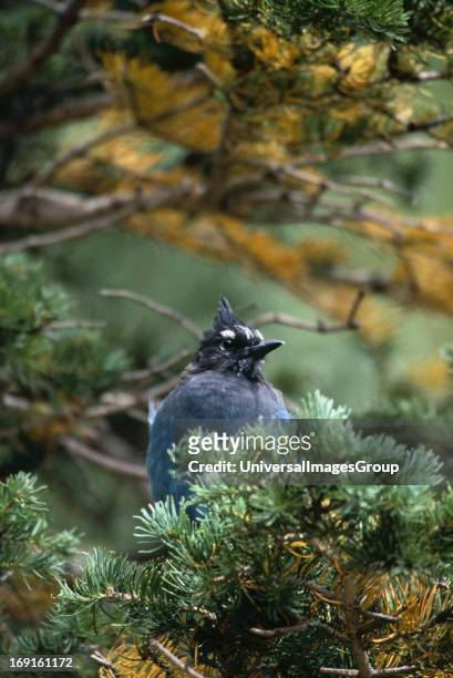 Stellers Jay perches on an evergreen branch on Fall River Road in Rocky Mountain National Park Colorado .