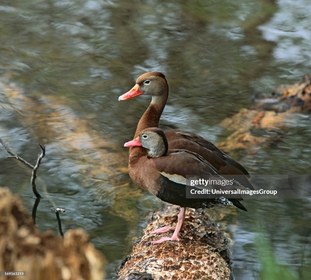Black bellied Whistling Ducks
