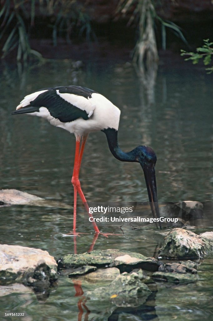 Jabiru