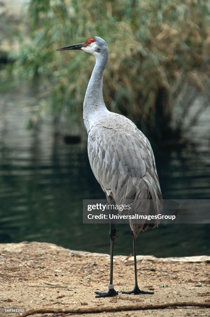 Sandhill Crane