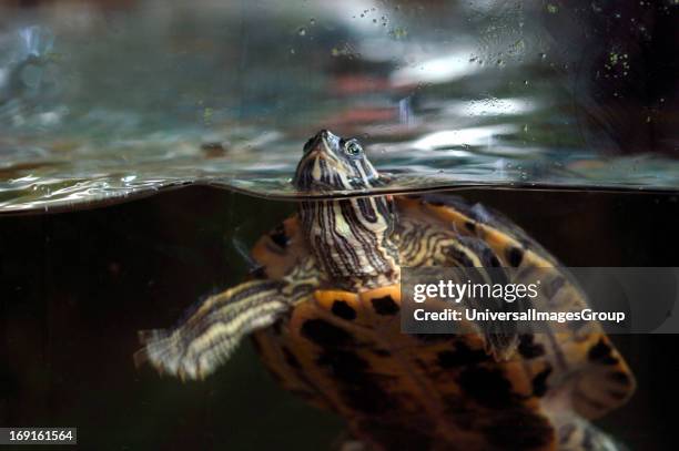 Red-Eared Terrapin Surfacing In A Fish Tank..