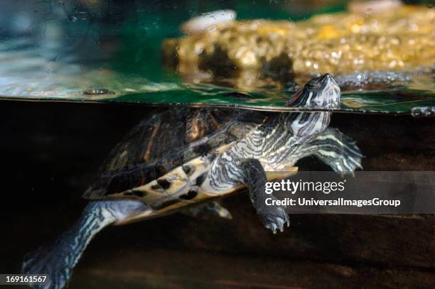 Red-Eared Terrapin Surfacing In A Fish Tank..