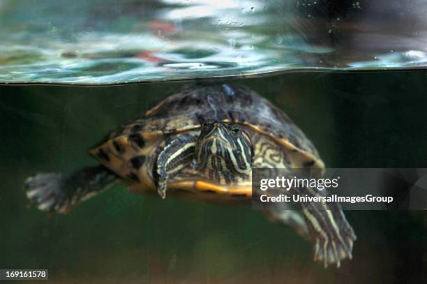 Red-Eared Terrapin Swimming Underwater In A Fish Tank..