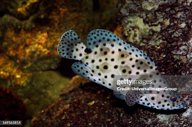 Grooper Cod 26 Barramundi Codfish Stock Photos, High-Res Pictures, and Images ...