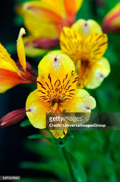 Alstroemeria . Also Commonly Known As The Peruvian Lily.Of The Amaryllidaceae Family.