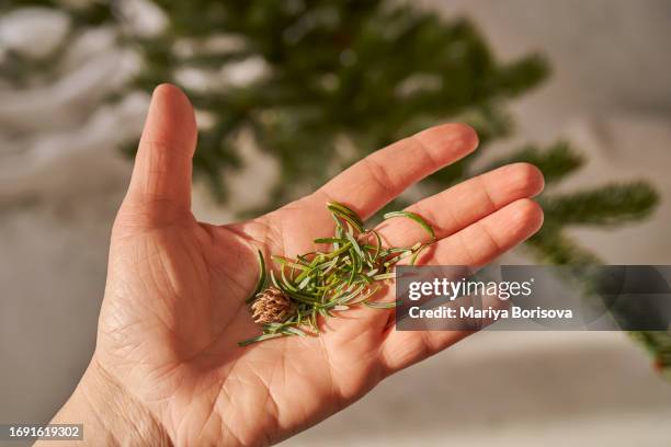 needles crumbled from the christmas tree in his hand. - dead plant stock pictures, royalty-free photos & images