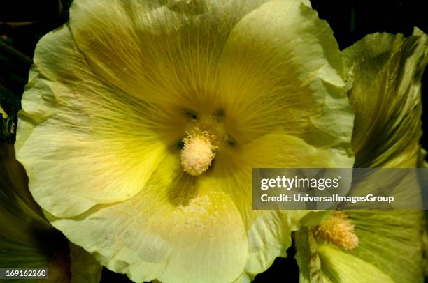 Closeup Image Of A Perennial Hollyhock Flowers.