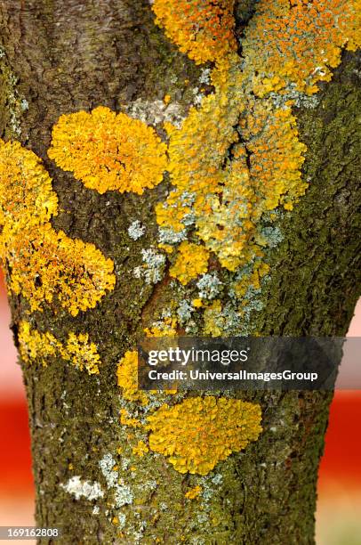 Lichens Growing On The Bark Of A Tree.