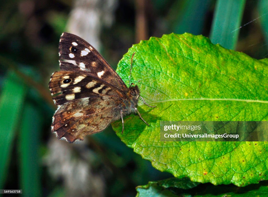 A Speckled Wood Butterfly 