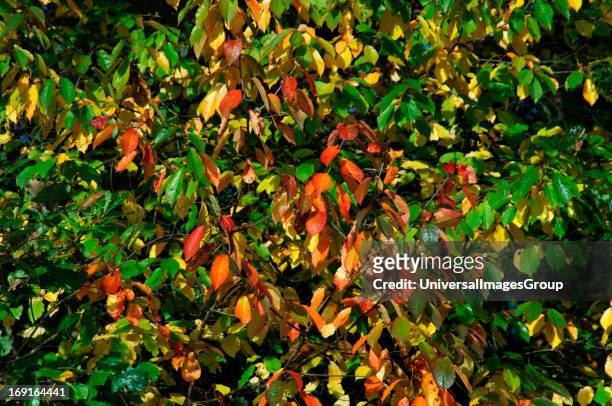 Leaves On Trees, Changing Colour At Autumn Time,In Staffordshire England.