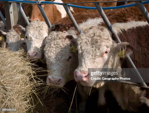 Pedigree Hereford bullocks eating hay