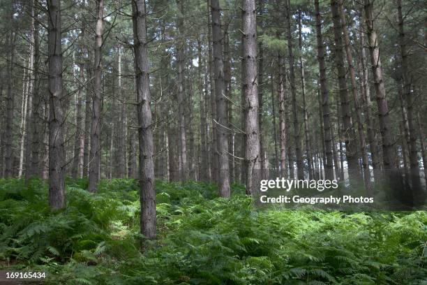 Coniferous trees, Forestry Commission, Rendlesham forest, Suffolk, England