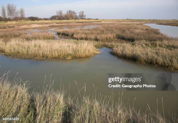 Marsh With Reeds 7,420 Drained Wetland Stock Photos, High-Res Pictures, and Images ...