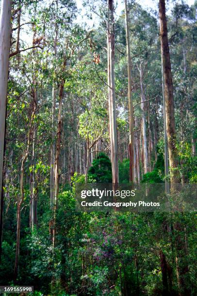 Trees Otway Ranges Otway Rain Forest National Park Photos and Premium High Res Pictures ...