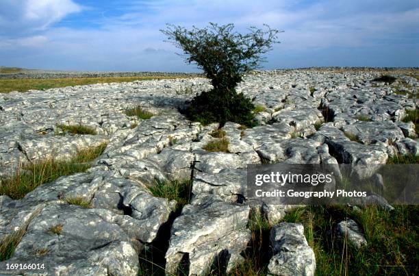 Tree growing in limestone scenery, Norber, Yorkshire Dales national park, England