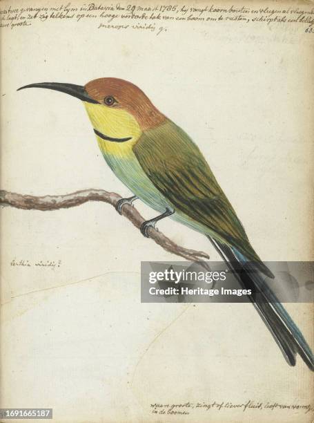 Small bird on branch, 1785. Bee-eater from Batavia . With inscription. Part of Jan Brandes' sketchbook, dl. 1 , p. 63. Creator: Jan Brandes.