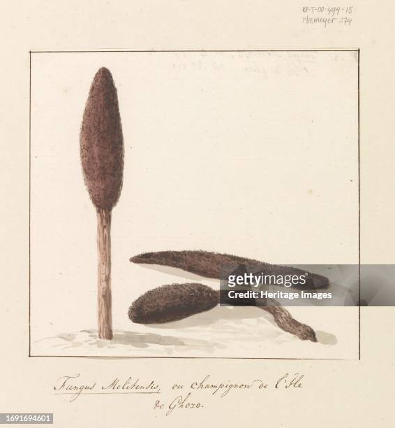 Rare plant of the island of Gozo, 1778. Drawing from the album 'Voyage to Italy, Sicily and Malta'. Creator: Louis Ducros.