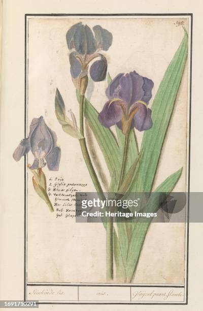 Purple iris , 1596-1610. Commissioned by Emperor Rudolf II.