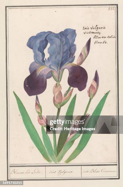 Purple iris , 1596-1610. Commissioned by Emperor Rudolf II.