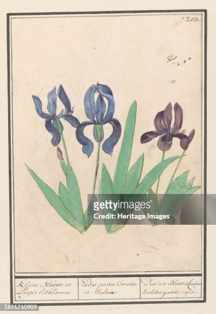 Blue and purple irises , 1596-1610. Commissioned by Emperor Rudolf II.