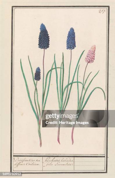 Grape hyacinths , 1596-1610. Commissioned by Emperor Rudolf II.