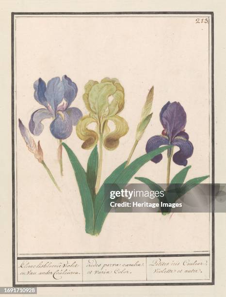 Purple iris , 1596-1610. Commissioned by Emperor Rudolf II.