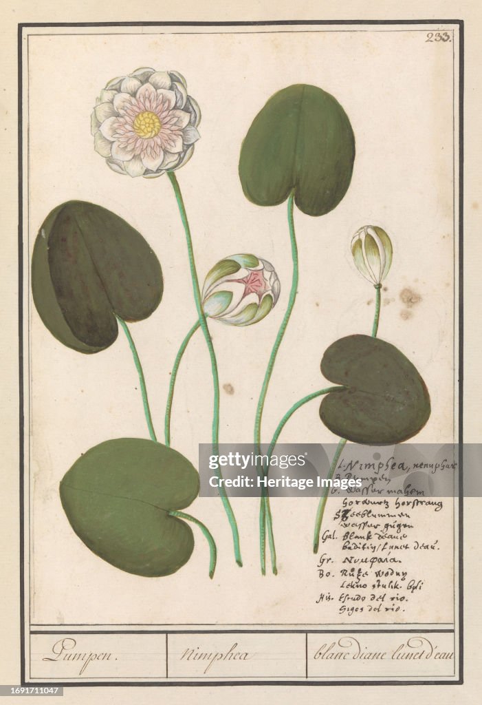 White Water Lily (Nymphaea Alba)