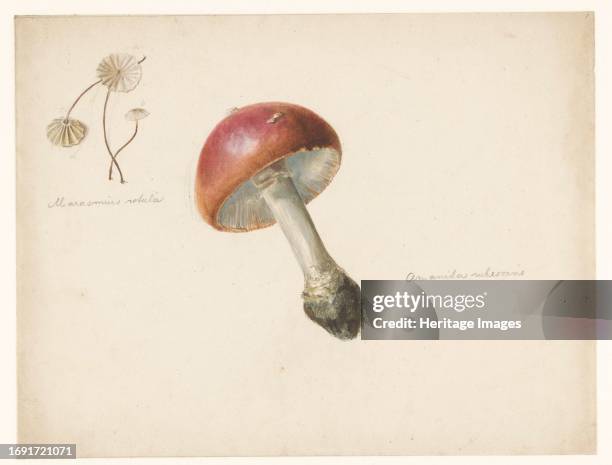 Sheet of mushroom studies, the Amanita Rubescens and the Marasmius Rotula, 1824-1900. Creator: Albertus Steenbergen.
