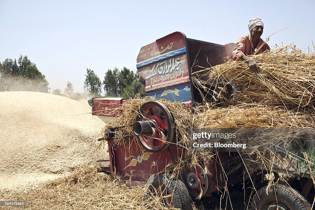 Wheat Farming And Bakeries As Egyptian Local Wheat Purchases Top 2.25 Million Tons