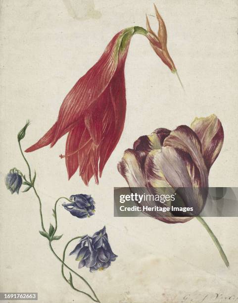 Tulip, columbine and amaryllis, 1792-1861. Creator: Georgius Jacobus Johannes van Os.