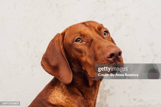 headshot of vizsla dog - rassehund stock-fotos und bilder