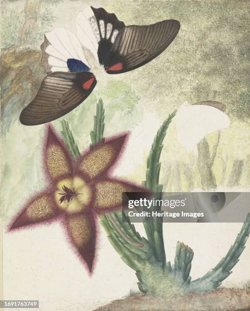 Two butterflies and a five-petalled yellow-purple flower, 1774-1842. Creator: Hermanus de Wit.