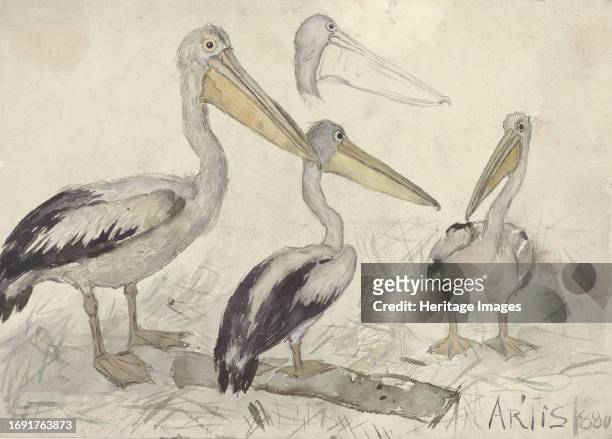 Pelicans in Artis Zoo, 1880. Creator: Johannes Cornelis van Essen.