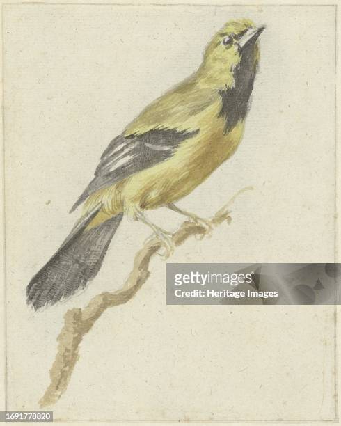 Yellow Oriole , 1700-1800. Design for a print. Creator: Pieter Gevers.