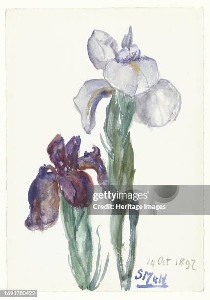 Irises, 1897. Creator: Sina Mesdag van Houten.