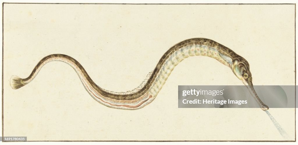 Pipefish (Syngnatus Acus)