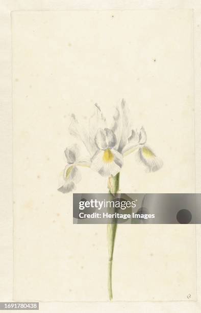 White Iris , circa 1674Creator: Circle of Pieter Withoos.