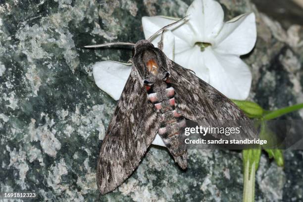 Moth G 889 Giant Moth Stock Photos, High-Res Pictures, and Images - Getty Images