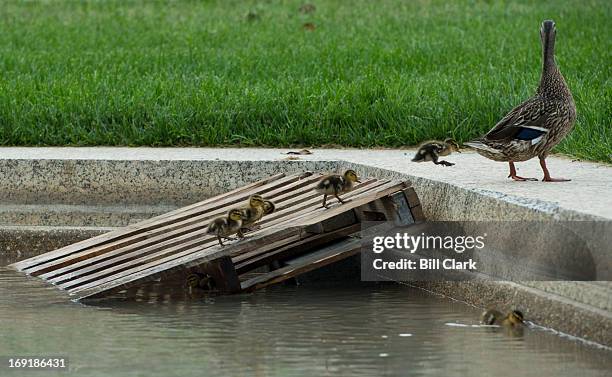 Mother duck leads her seven mallard ducklings up a makeshift ramp in the reflecting pool to the pool's edge in Upper Senate Park on Tuesday morning,...