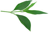 Ayurvedic Vasica leaves