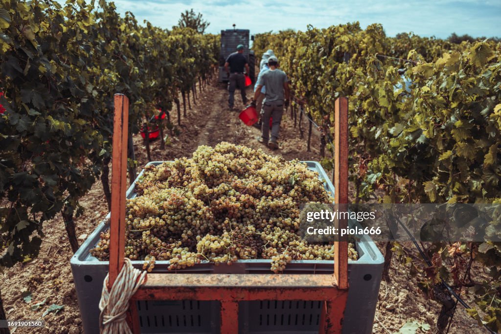 Weinlese für Wein: Weinberg Vendemmia in Italien