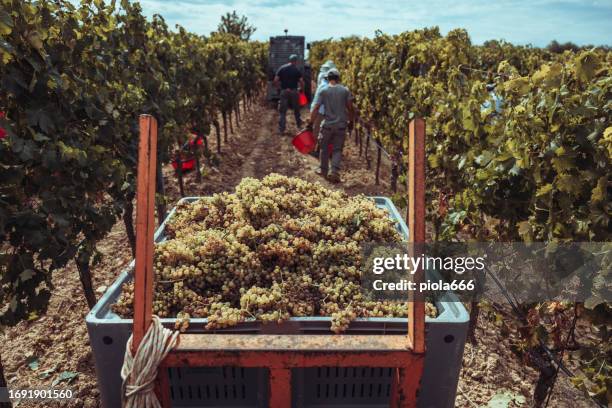 vendimia para vino: viñedo vendemmia en italia - vendimia fotografías e imágenes de stock
